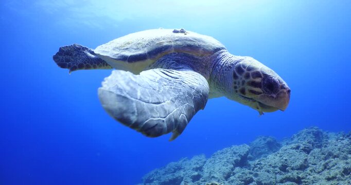 sea turtle underwater swim slowly scuba divers to see