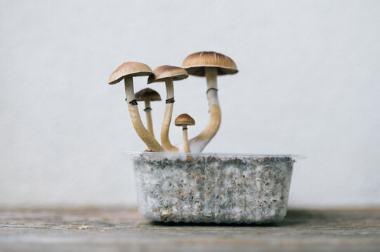 Golden Teacher psilocybe cubensis golden caps substrate cultivation laboratory mycology research beginner friendly grow kit