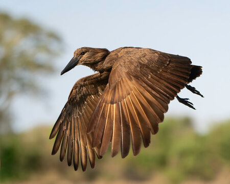 The hamerkop (Scopus umbretta), also called the umbrette, is a medium-sized bird. It is the only living species in the genus Scopus and the family Scopidae