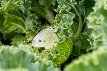 A Cabbage White Butterfly on a Kale Cabbage plant. Close up view.