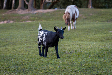 Black Goat Grazing with Pony in the Background