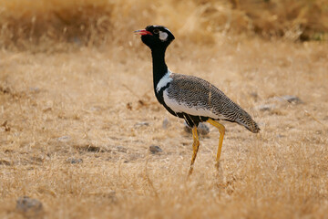 Northern Black korhaan Afrotis afraoides also White-quilled bustard, bird in Otididae widely distributed in Southern Africa in open grassland and scrub. Big bird in dry grass