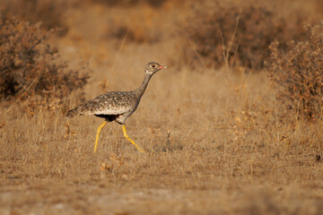 Female of Northern Black korhaan Afrotis afraoides also White-quilled bustard, bird in Otididae widely distributed in Southern Africa in open grassland and scrub