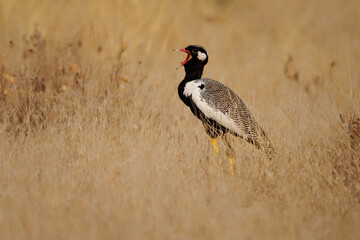 Northern Black korhaan Afrotis afraoides also White-quilled bustard, bird in Otididae widely distributed in Southern Africa in open grassland and scrub. Big bird in dry grass