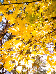 The crowns of maple trees are covered with bright orange leaves. It's a warm, calm autumn morning in the park.