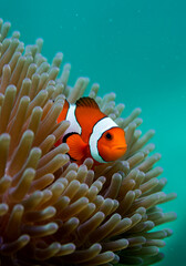 Adorable clownfish swimming safely amidst anemone tentacles in vibrant ocean habitat