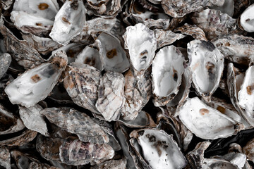 Background of empty oyster shells.