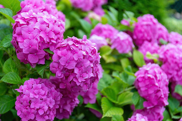 Primo piano di ortensie rosa in piena fioritura