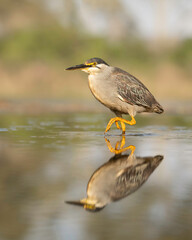 The striated heron (Butorides striata) also known as mangrove heron or little green heron, is a small heron
