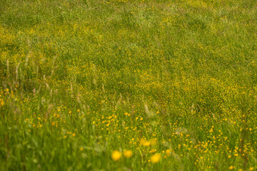 Meadow background. Flowers field. Spring flowers. Alpine field with daisy flowers. Alpine pasture, flower field. Field of chamomiles at sunny day. Chamomile daisy flowers.