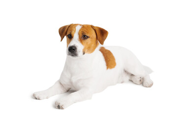 Jack Russell Terrier dog isolated on a white background