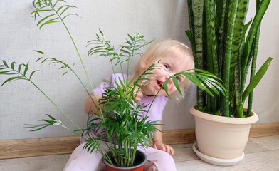 A little girl helps water and replant indoor plants, fun, smiles and laughter in the process