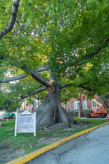 Giant kapok tree landmark on sunny street in Key West Florida
