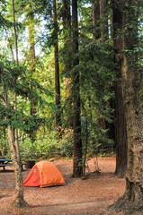 An orange camping tent is nestled in a clearing of a verdant forest.