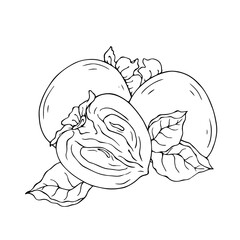 Line sketch, doodle of persimmon and fruit slices. Vector graphics.