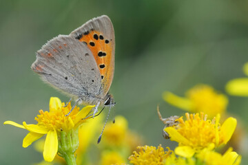 Closeup on a small copper butterfly, Lycaena phlaeus with closed wings on yellow ragwort flowers