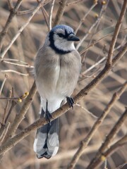 blue jay bird perched on branch