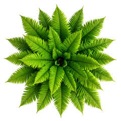 Top-down view of a lush, circular arrangement of vibrant green fern fronds on black
