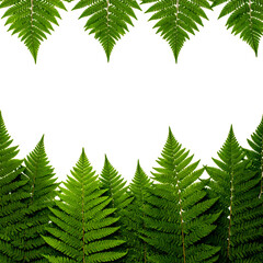 Green fern fronds frame a black space, offering a natural, botanical border effect