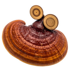 Macro close-up of a glossy, brown-colored mushroom with visible rings, two cut circular appendages