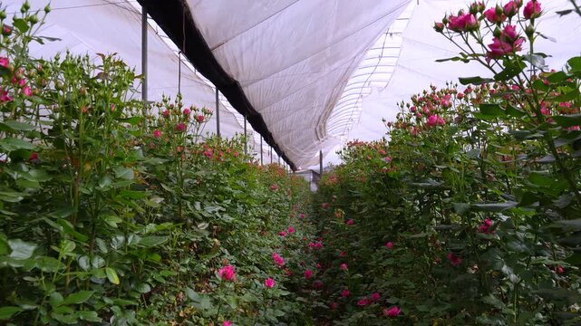 Greenhouse cultivated roses, floriculture farm, cut flower production, floral economic chain, agricultural diversification