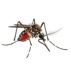 A detailed, high-res shot of a mosquito showing its body, wings, legs, and proboscis against black
