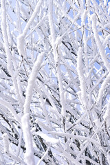 Rime ice coating tree branches against clear winter sky