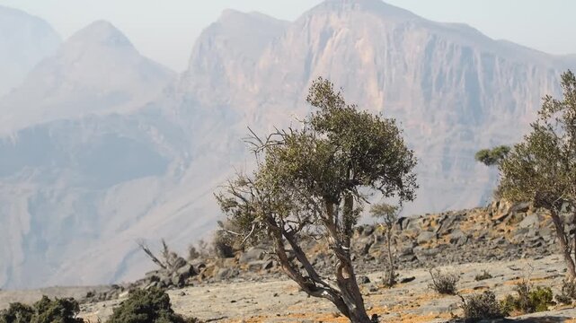 This stunning footage captures the rugged, dramatic landscape of the Al Hajar Mountains in Jebel shams Oman, showcasing the region's natural beauty. The shot features a gnarled juniper tree in the for