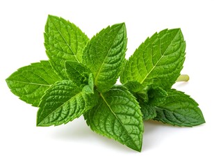 Close-up of fresh, vibrant green mint leaves against a bright white background, showcasing the intricate details of the foliage.