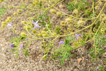 Watermelon nightshade or Solanum Citrullifolium plant in Saint Gallen in Switzerland 13.9.2025