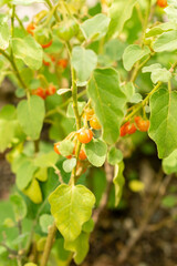 Solanum Coccineum plant in Saint Gallen in Switzerland 13.9.2025