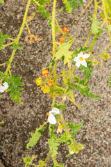Vila vila or Solanum Sisymbriifolium plant in Saint Gallen in Switzerland 13.9.2025