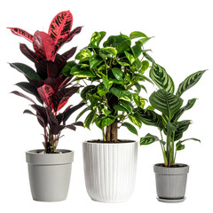 Three potted houseplants with varied leaf colors against a black background (1)
