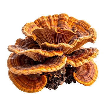 Detailed macro shot of a multi-tiered, vibrant, and layered shelf mushroom, isolated