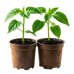 Two young plants, vibrant green leaves, growing in brown pots with dark soil, isolated