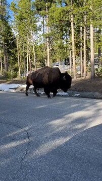 Bison walking down the side of the road in Yellowstone National Park