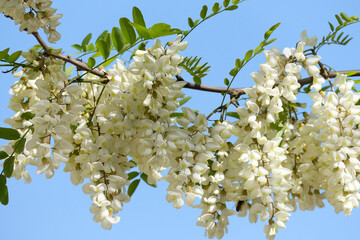 Black locust (lat.- Robinia pseudoacacia)
