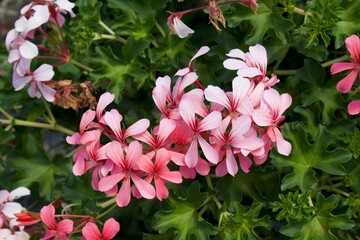 pink and white flowers