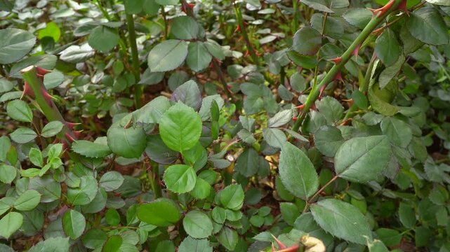 Rose plantation harvesting, large-scale floriculture, greenhouse cultivation, flower industry chain, agricultural diversification