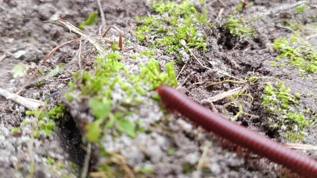 millipede walks on the ground