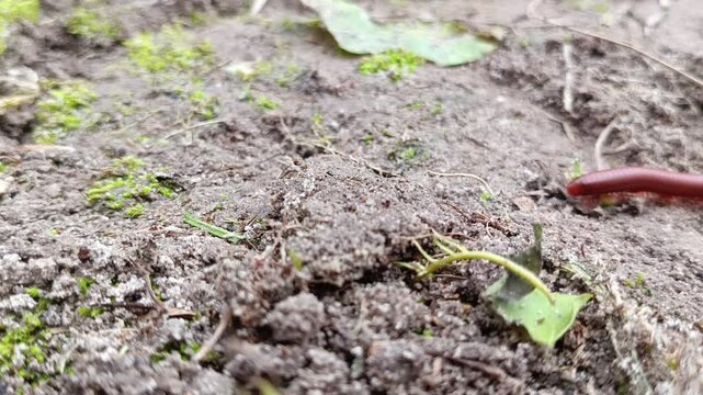 millipede  on the ground