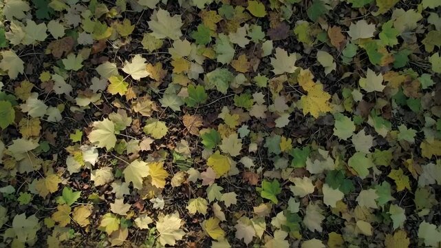Autumn leaves on forest floor