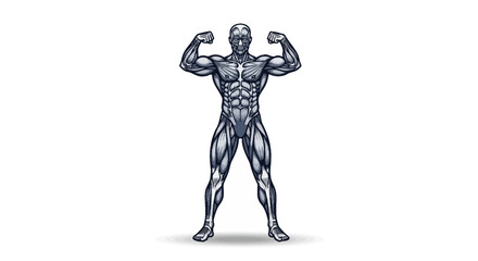 Anatomical illustration of a muscular male figure flexing his biceps and showing off his physique.