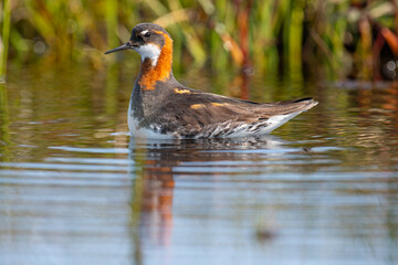 Fototapeta premium red-necked phalarope swimming in a lake