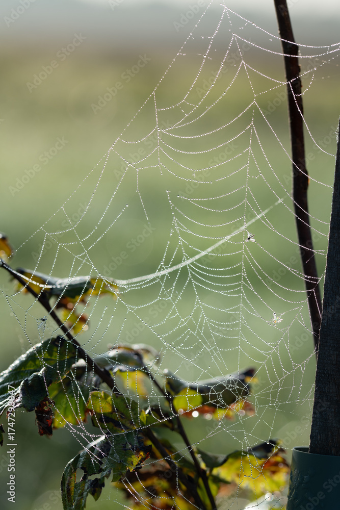Wall mural close-up of a spider web in autumn, covered with many small water droplets. the web is located betwe