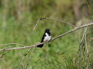 Willy Wagtail (Rhipidura leucophrys) perched on a branch. with bokeh background.
