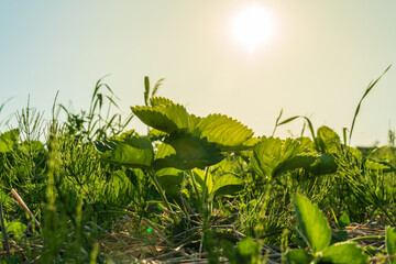 Lush green strawberry plant leaves growing in field with golden sun glare