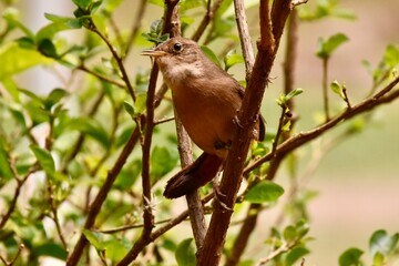 robin on a branch
