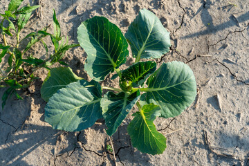 Young vibrant green cabbage plant growing in dry cracked earth on a sunny agricultural field, signifying resilience and cultivation