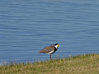 Masked lapwing (Vanellus miles) wading in shallow water on shoreline.